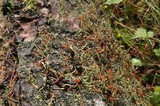 Cladonia transcendens image