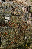 Cladonia transcendens image