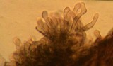 Tricholoma atrosquamosum image