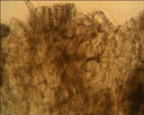 Tricholoma atrosquamosum image
