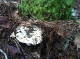 Lactarius caeruleitinctus image