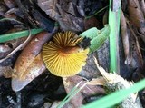 Phylloporus rhodoxanthus image