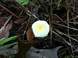 Leucocoprinus fragilissimus image
