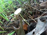 Leucocoprinus fragilissimus image