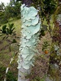Parmotrema tinctorum image