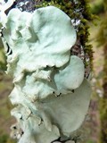 Parmotrema tinctorum image