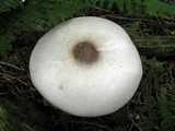 Agaricus placomyces image