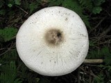 Agaricus placomyces image