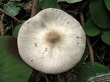 Agaricus placomyces image