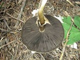 Agaricus placomyces image