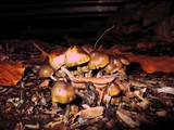 Psilocybe baeocystis image
