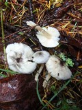 Lepiota atrodisca image