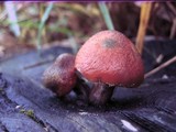 Gymnopilus luteofolius image