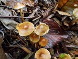 Psilocybe pelliculosa image