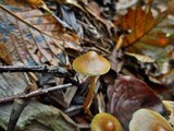 Psilocybe pelliculosa image