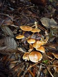 Psilocybe pelliculosa image