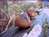 Gymnopilus luteofolius image