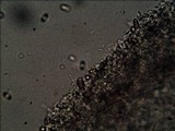 Psilocybe pelliculosa image