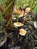 Psilocybe serbica image