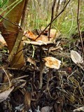 Psilocybe serbica image