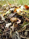 Psilocybe serbica image