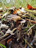 Psilocybe serbica image