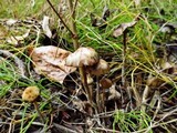 Psilocybe serbica image