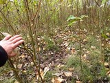 Psilocybe serbica image