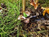 Psilocybe serbica image
