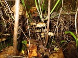 Psilocybe serbica image