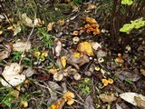 Psilocybe serbica image