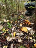 Psilocybe serbica image