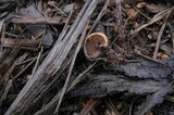 Psilocybe pelliculosa image
