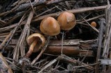 Psilocybe pelliculosa image