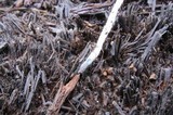 Psilocybe pelliculosa image