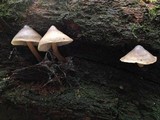 Mycena galericulata image
