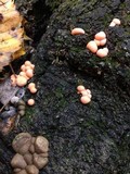 Lycogala epidendrum image