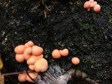 Lycogala epidendrum image