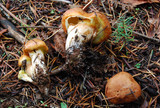 Suillus caerulescens image