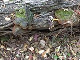 Phellinus robiniae image