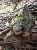 Phellinus robiniae image