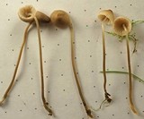 Mycena metata image