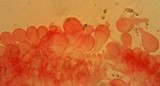 Mycena metata image