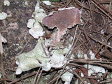 Trichaptum abietinum image