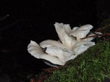 Pleurotus pulmonarius image