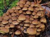 Psathyrella piluliformis image