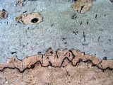 Biscogniauxia atropunctata image