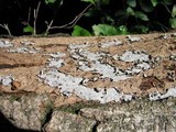 Biscogniauxia atropunctata image