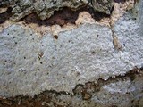 Biscogniauxia atropunctata image
