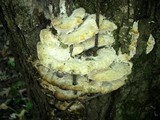 Oxyporus populinus image